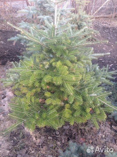 Ель колючая голубая, пихта корейская, сосна горная