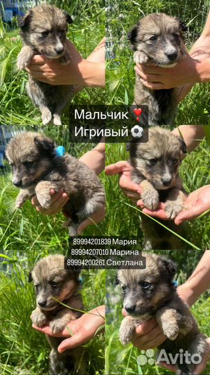 Маленькие щенки в добрые руки