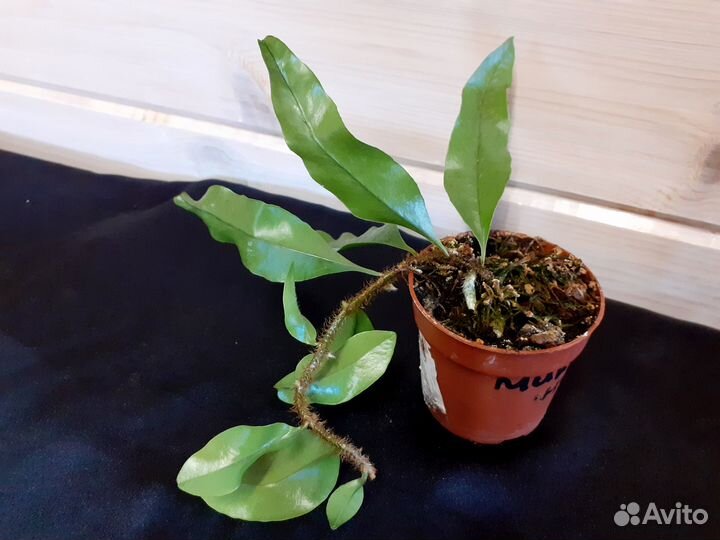 Папоротники комнатные