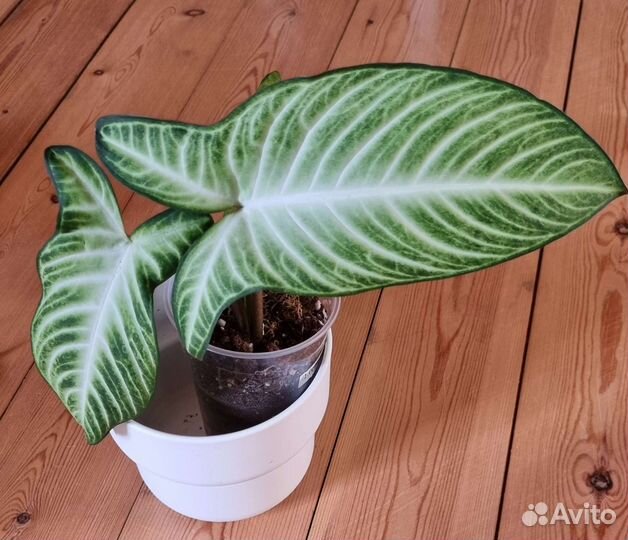 Калатеи Филодендроны