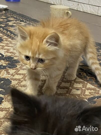 Кошки бесплатно