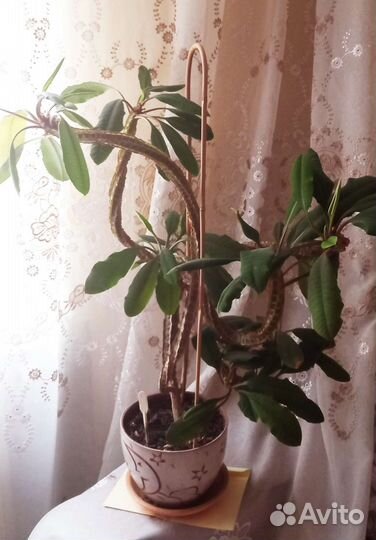 Молочай пальмовый