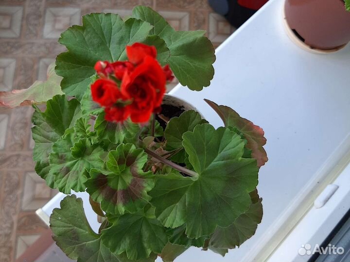 Пеларгония герань, колеусы