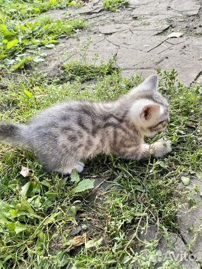 Отдам котенка