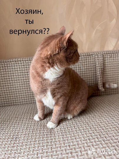 Для верного кота больше нет места в жизни