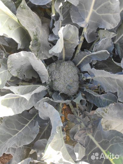 Капуста брокколи