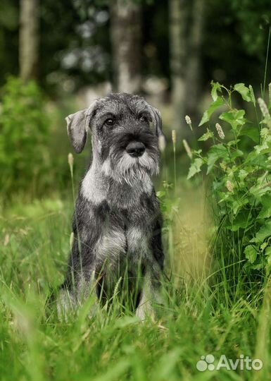 Миттельшнауцер