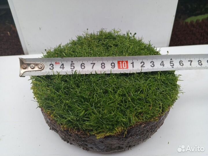 Низкорослый газон - Аlena.park