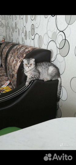 Кошки шотландцы