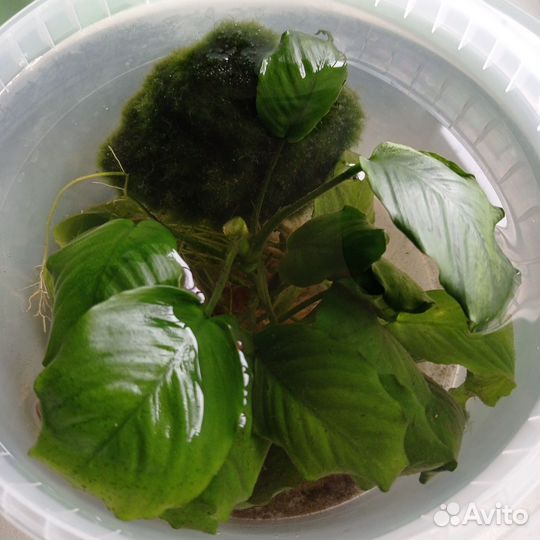 Папоротник и анубис