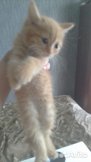 Котята 1 мес
