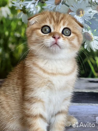 Кошки шотландцы