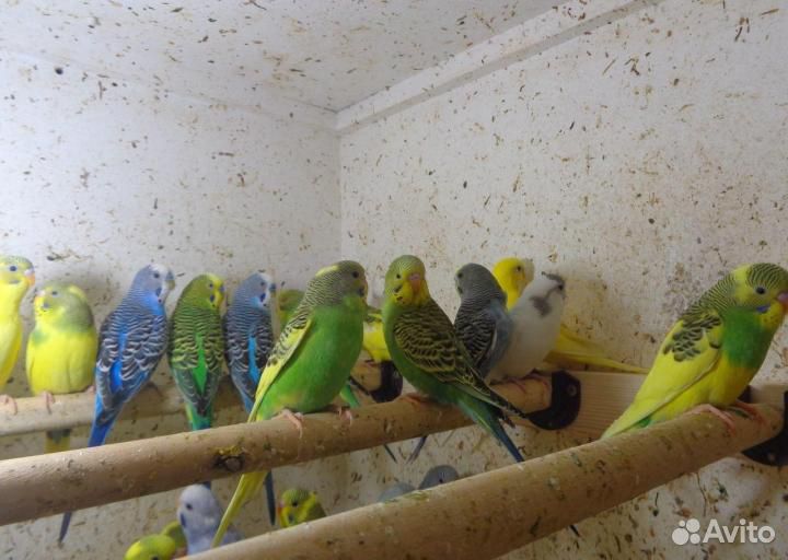 Птенчики волнистого попугайчика