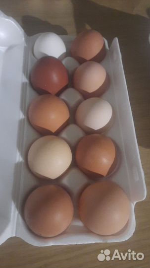 Домашние куриные яйца