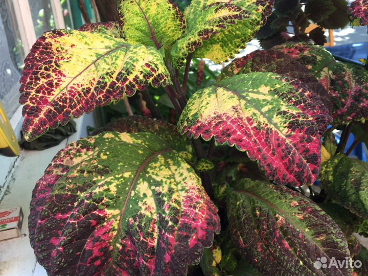 Цветы комнатные