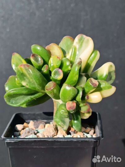 Крассула, Crassula Gollum yellow variegata