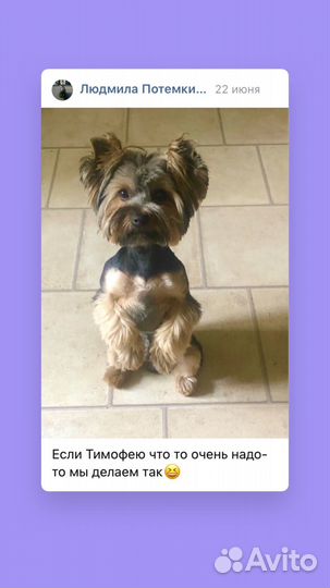 Йоркширский терьер вязка мальчик