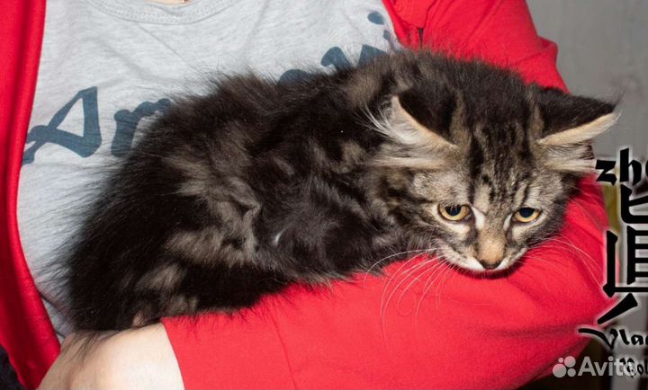 Мальчик в добрые руки