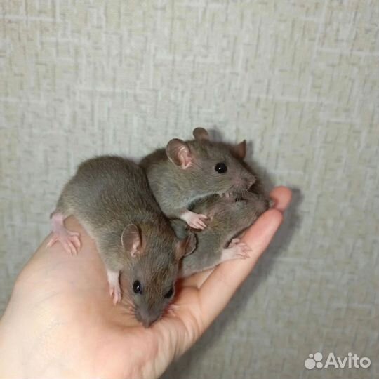 Крысы дамбо