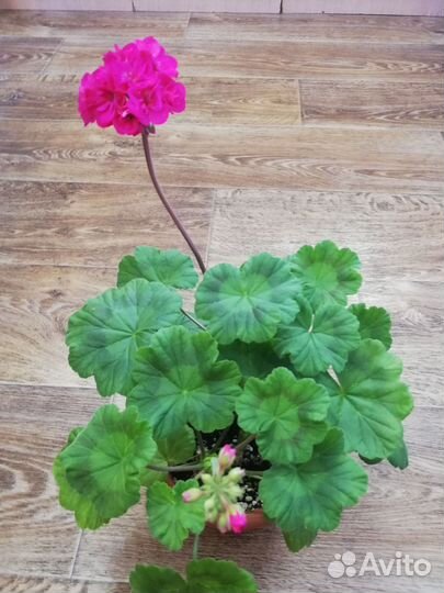 Пеларгония герань