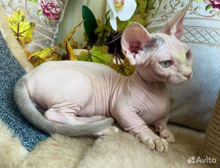 Бамбино девочка