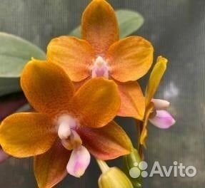 Phal. aromaмо464 P. Miro Sun Beauty 'Goose Yellow