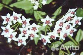 Традесканция, хоя, аглаогема, шефлера