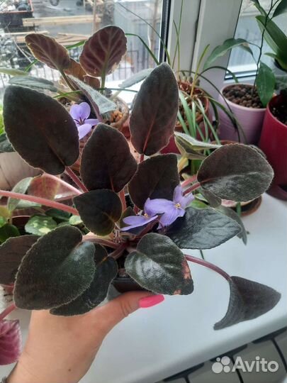 Фиалка цветущая ампельная