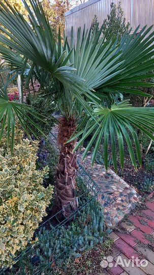 Пальма веерная.Трахикарпус Форчуна. 10 лет