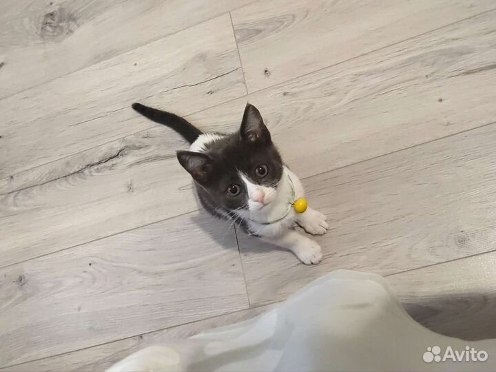 Лучшая кися в мире ищет маму и папу