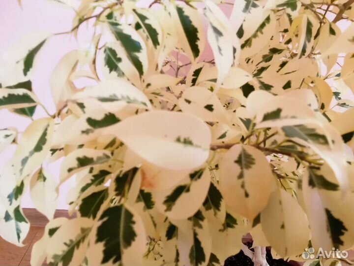 Фикус де Гантель