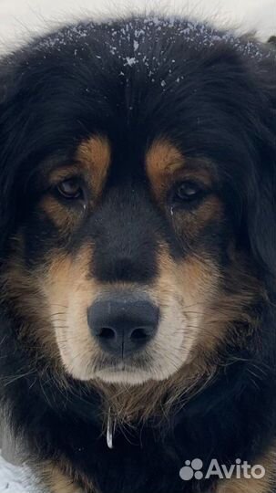 Вязка. Монгольский банхар. Кобель. Документы мкф