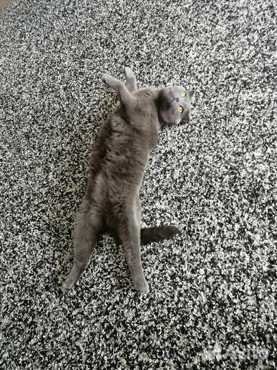 Отдам кота в добрые руки