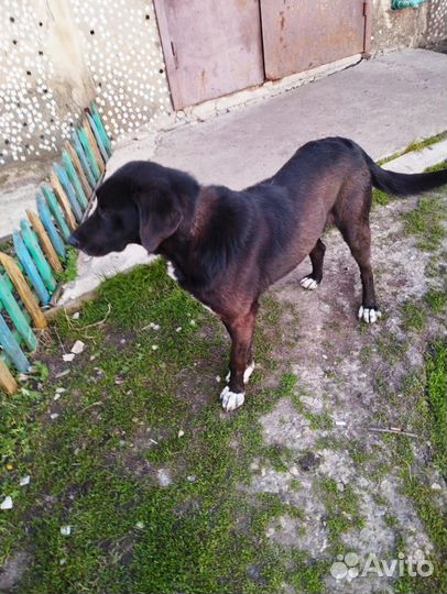 Кобель молодой