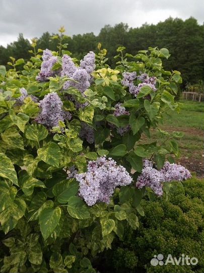 Сирень вариегатная