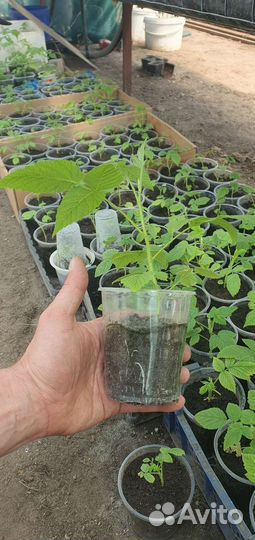 Желтая малина