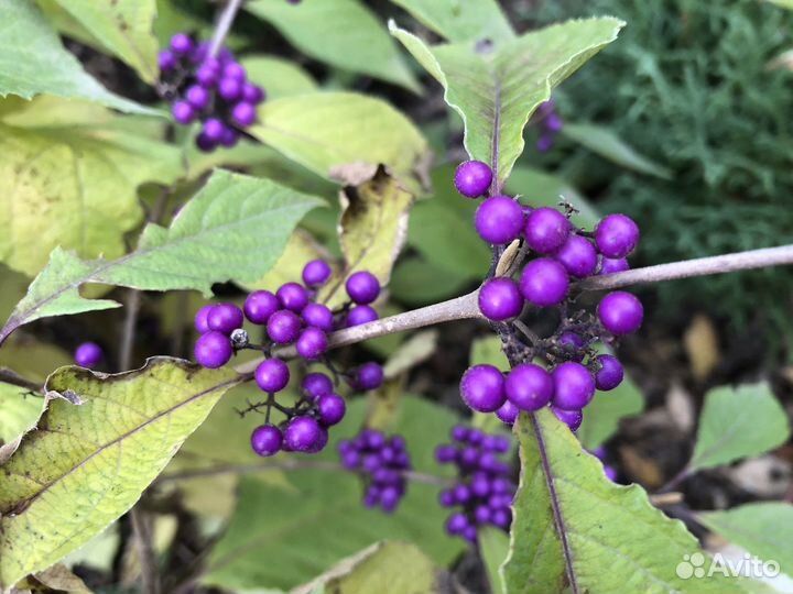 Калликарпа