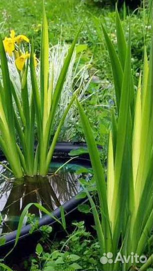 Ирис полосатый болотный