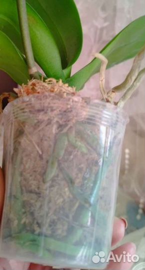 Орхидея Phal. В наличии.Mei dar Princе King