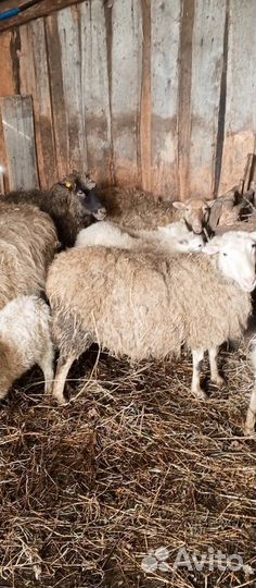 Овцы бараны