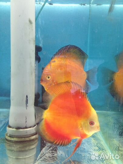 Продам дискусов