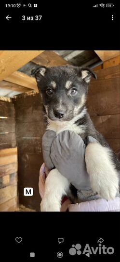 Щенок в добрые руки бесплатно