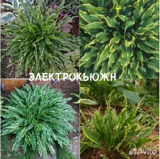 Хосты сортовые