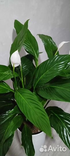 Спатифиллум