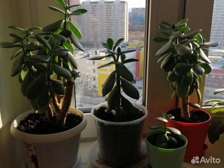 Денежное дерево