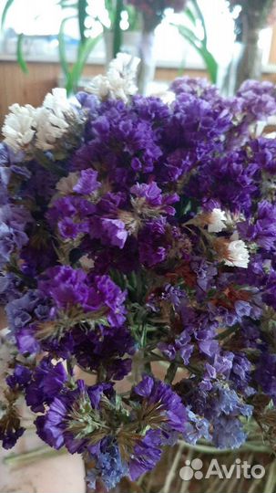 Букет цветы статица