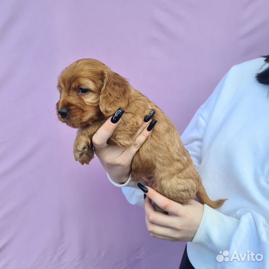 Коко пу детки королевских кровей