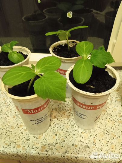 Рассада огурцов