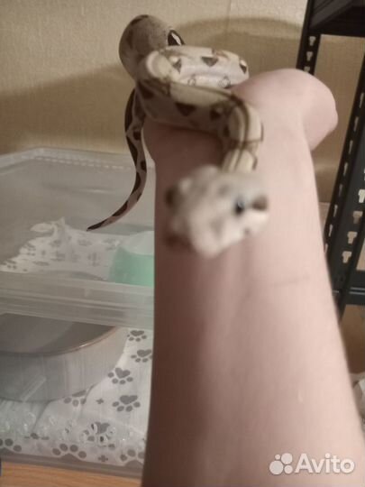 Змея