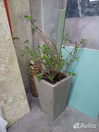 Вазоны, Горшки, Кашпо под заказ из бетона арт 117